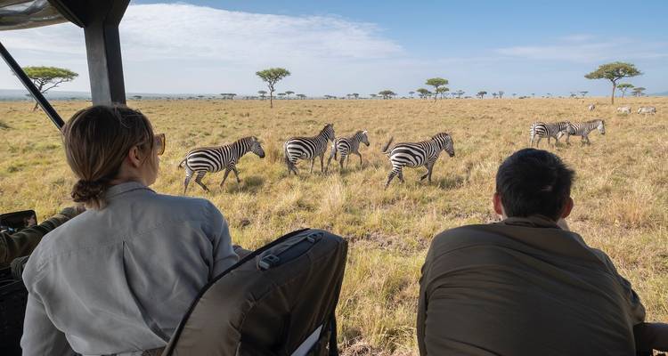 Tourists in open safari vehicle watching a dazzle of zebras across golden savannah.