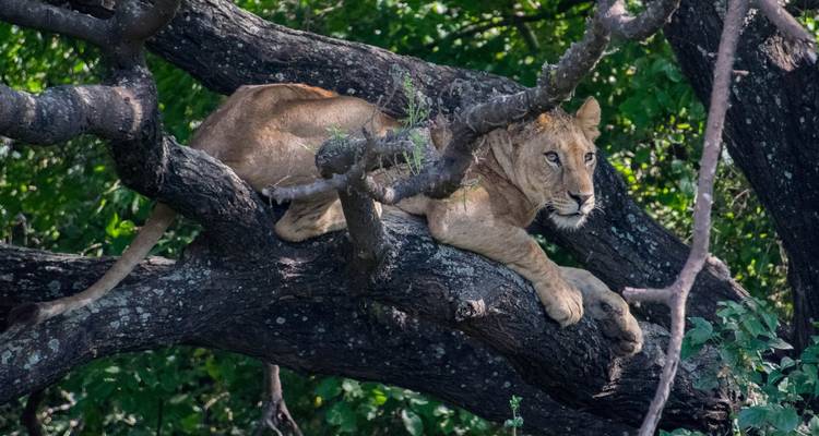 Young lion lounging on thick tree branch hidden in green foliage.