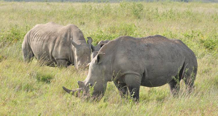 Pair of grazing rhinos surrounded by tall grass in open field.