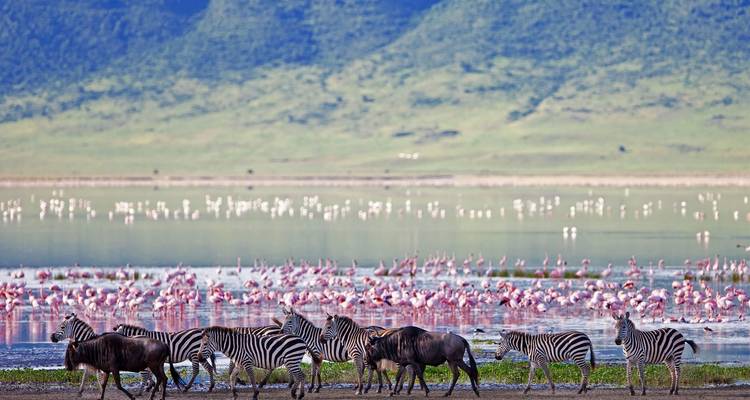 Zebras walking along lakeshore with thousands of pink flamingos and green escarpment beyond.