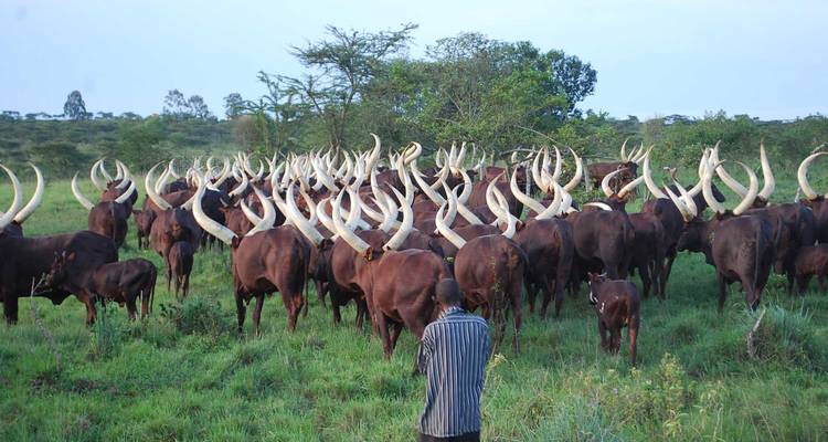 Herder standing before large herd of long-horned Ankole cattle on green pasture.