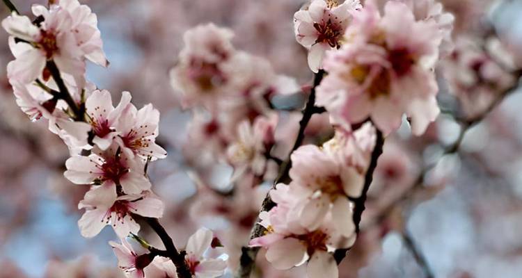 Macroshot van delicate roze kersenbloesems in volle bloei tegen een zachte achtergrond