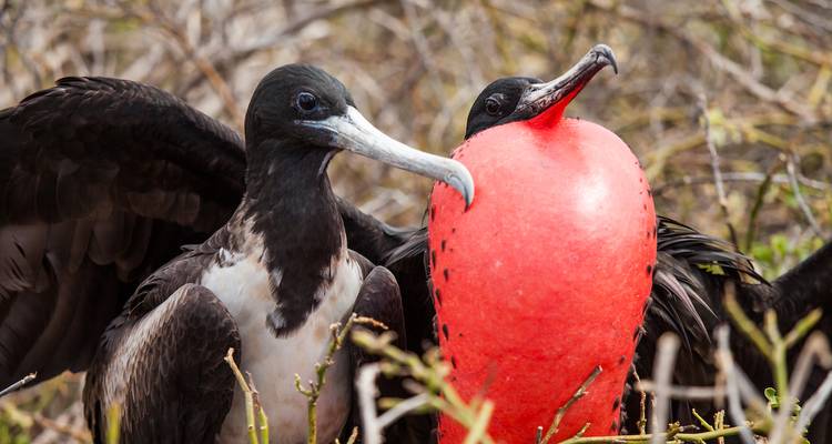 Close-up of a male and female frigatebird, the male displaying a vibrant red throat pouch among dry branches.