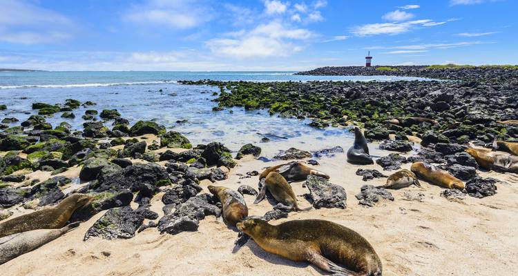 A colony of sea lions rests on a white-sand beach beside volcanic rocks and turquoise water.