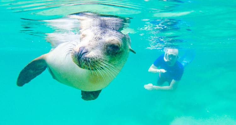 Underwater view of a playful sea lion approaching a snorkeler in clear turquoise water.