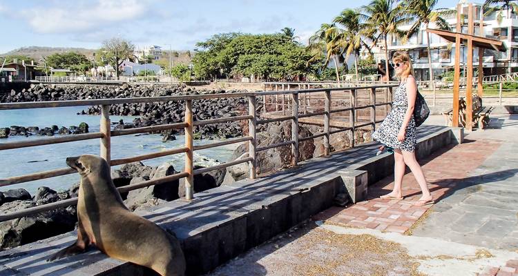 A sea lion perched on a coastal walkway curiously faces a barefoot traveler.