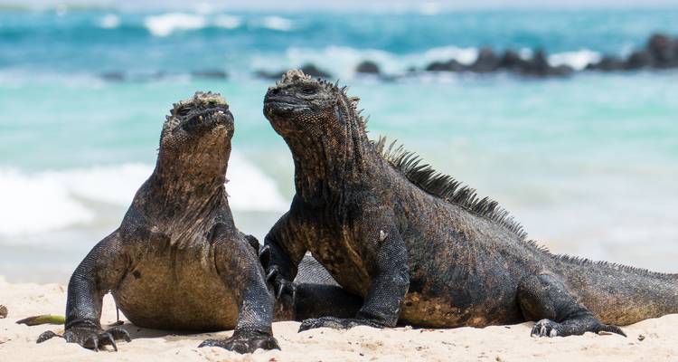 Two marine iguanas rest on sandy beach with blue ocean waves behind.