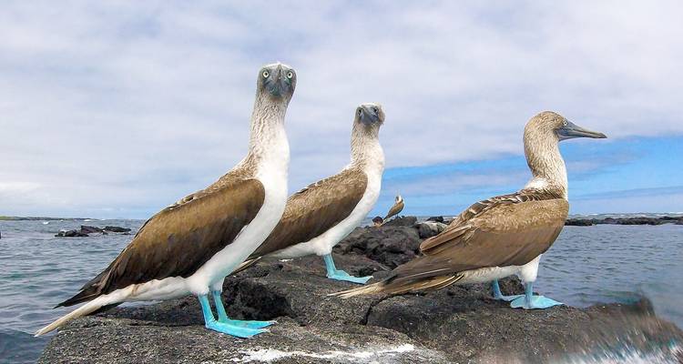 Blue-footed boobies stand alert on black volcanic rocks by the sea.