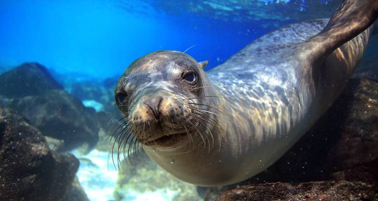 Close underwater portrait of a curious sea lion gliding between rocks in clear blue water.