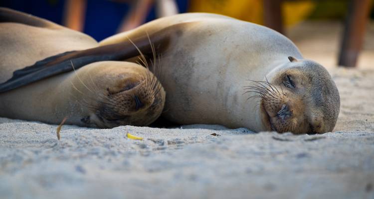 Two baby sea lions sleep side by side on soft sand in the shade.