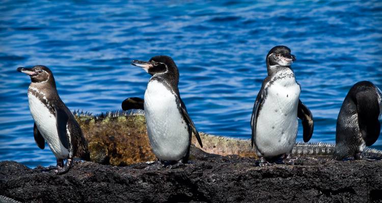 Four Galapagos penguins stand on black lava rock against a bright blue ocean backdrop.