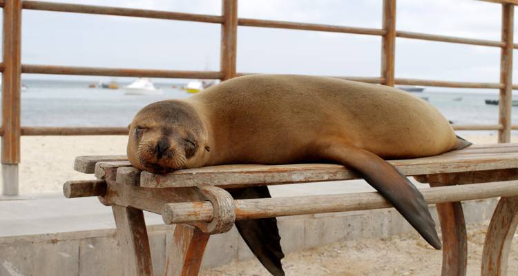 A lone Galápagos sea lion sleeping peacefully on a wooden bench beside a sandy beach with calm ocean and boats in the background.