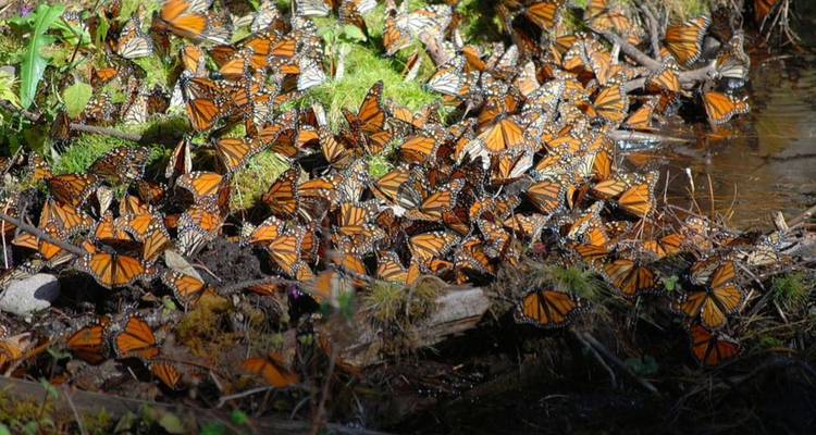 Gran grupo de mariposas monarca se reúne en el suelo húmedo junto a un arroyo
