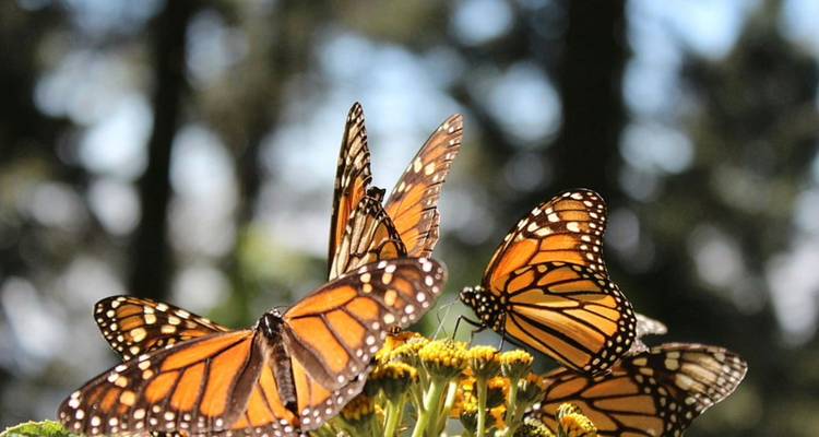 Imagen macro de varias mariposas monarca alimentándose de flores amarillas