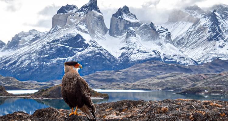 Ave rapaz encaramada en una roca con los Cuernos del Paine nevados elevándose detrás y un lago abajo.