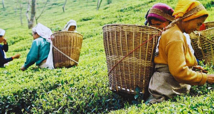 Frauen mit bunten Kopftüchern ernten Teeblätter in hügeligen grünen Plantagen und tragen dabei große Weidenkörbe.