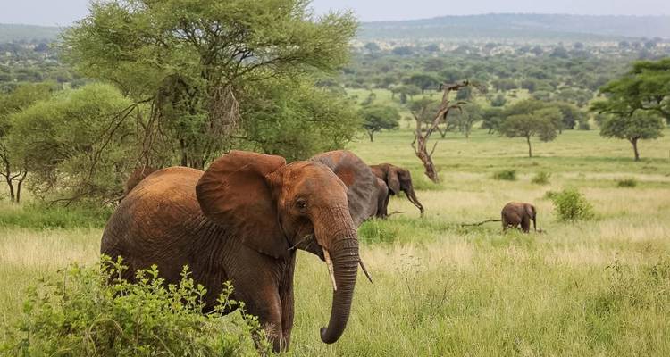 Afrikaanse olifanten grazen tussen acaciabomen in een brede groene savanne.