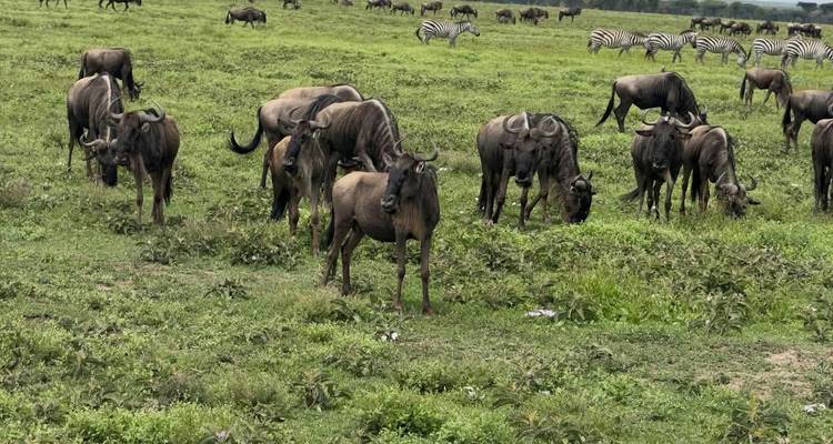 Grote kudde gnoes graast naast zebra's op een uitgestrekte groene vlakte.