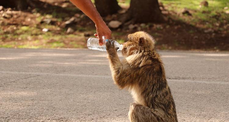 Ein Berberaffe trinkt Wasser aus einer Plastikflasche, die von der ausgestreckten Hand eines Reisenden gehalten wird.