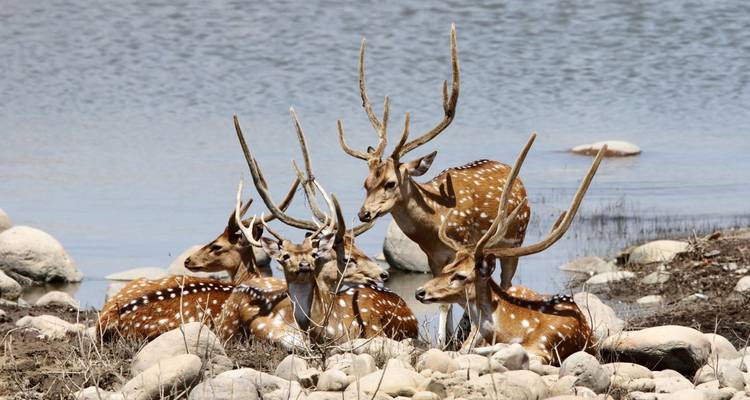 Groupe de cerfs tachetés aux bois ramifiés se reposant près d'un point d'eau.