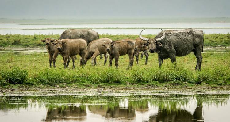 Un troupeau de buffles d'eau sauvages couverts de boue se tient dans un pré marécageux reflété dans l'eau immobile.