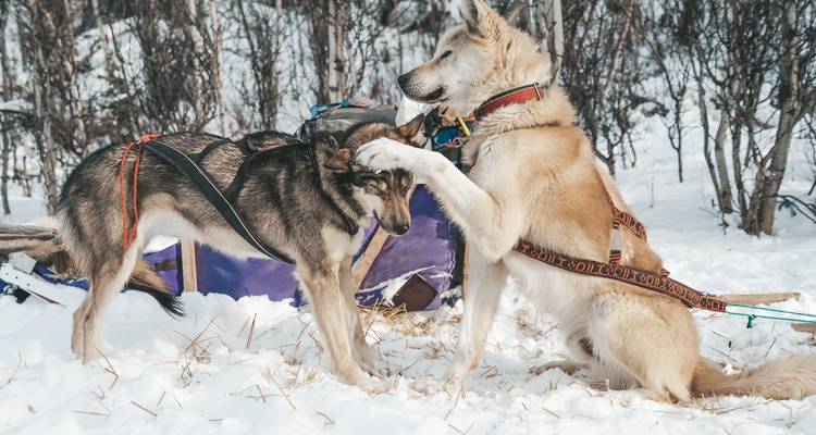 Dos perros de trineo interactuando juguetonamente en un campamento nevado, enjaezados para el trineo de perros.