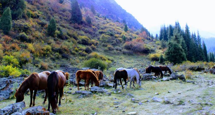 Manada de caballos pastando entre colinas otoñales y árboles de hoja perenne en un valle montañoso.