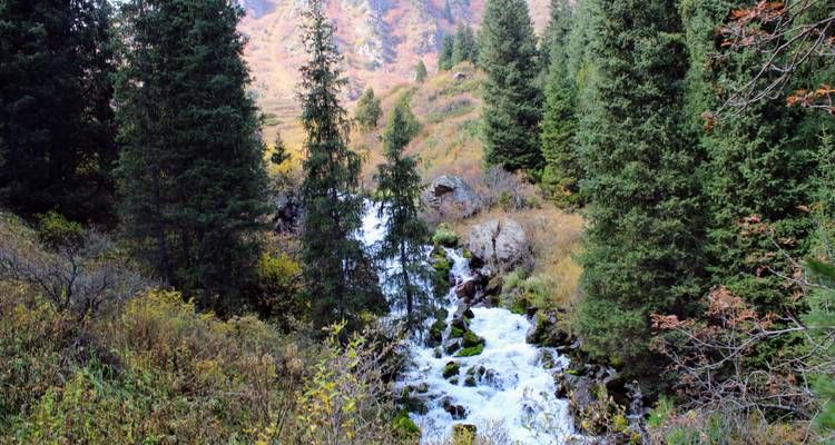 Arroyo de montaña que se precipita a través de un denso bosque de abetos en colores otoñales.