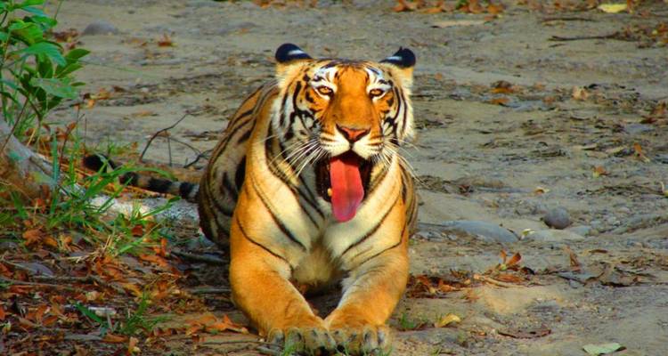 Nahaufnahme eines Bengaltigers, der auf dem Boden liegt, mit geöffnetem Maul und herausgestreckter Zunge.