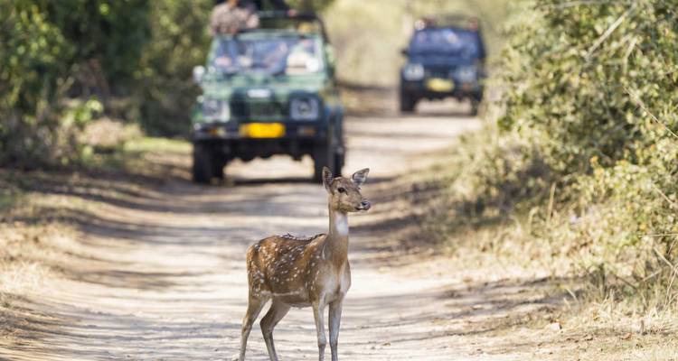 Gefleckter Hirsch steht auf unbefestigtem Weg, während Safari-Jeeps im Hintergrund heranfahren.