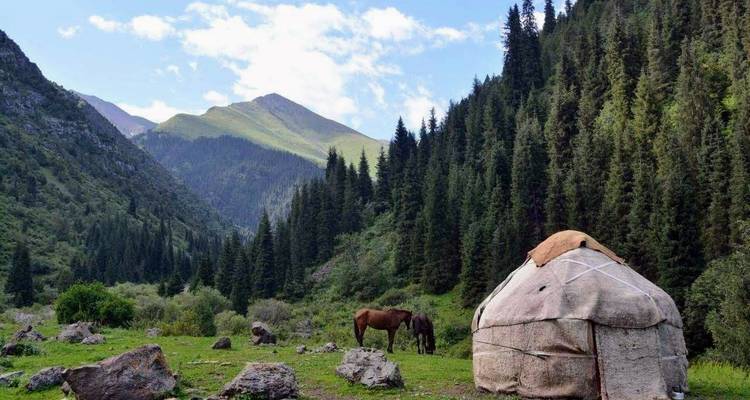 Een eenzame yurt en grazende paarden bevinden zich in een weelderig groene alpine vallei omringd door dichte naaldbossen en bergen.
