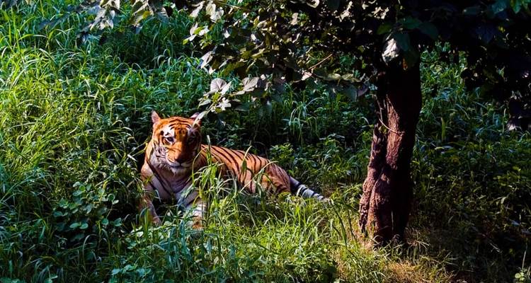 Tigre de Bengala descansando en hierba alta y verde, parcialmente sombreado por el follaje en un claro del bosque.