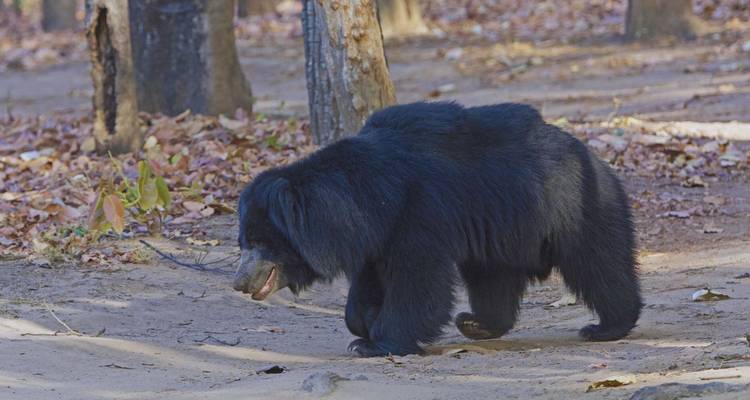 Oso perezoso negro y peludo caminando a través del suelo del bosque cubierto de hojas.