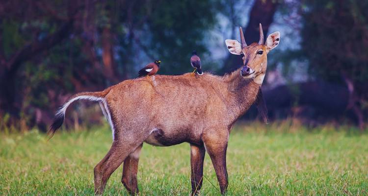 Antílope nilgó de pie en una pradera verde con pájaros posados en su lomo.