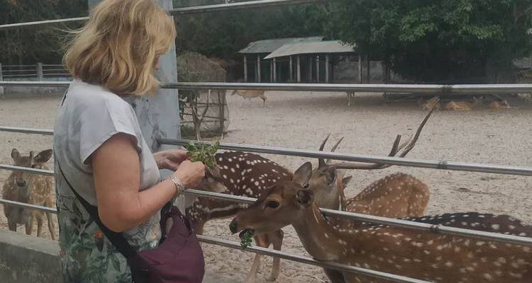 Un visiteur nourrit un cerf tacheté avec des feuilles à travers une clôture dans un enclos animalier