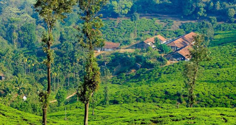 Plantaciones de té verdes con árboles altos de sombra y una pequeña granja enclavada entre los arbustos.