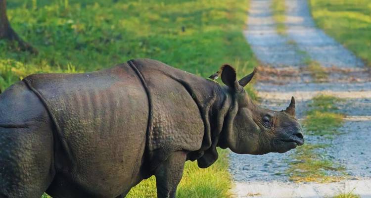 Ein Einhorn-Nashorn spaziert über einen Feldweg in grüner Dschungellandschaft.