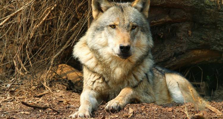 Wachsamer Wolf ruht auf dem Waldboden zwischen getrockneten Ästen und Erde.