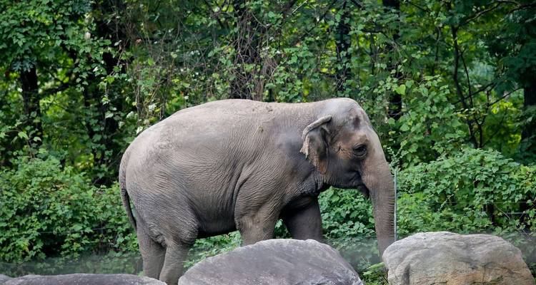 Asiatischer Elefant steht zwischen dichtem grünen Wald hinter großen Felsbrocken.