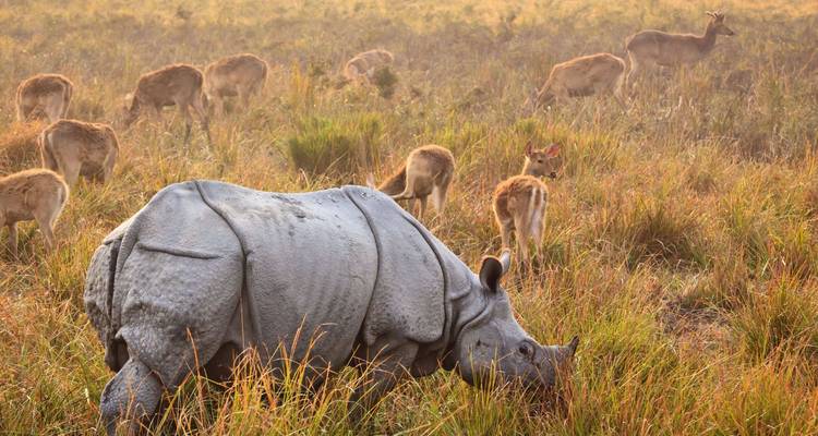 Ein großes Panzernashorn grast zwischen hohem goldenem Gras, während eine Hirschherde im Hintergrund bei Morgendämmerung äst.