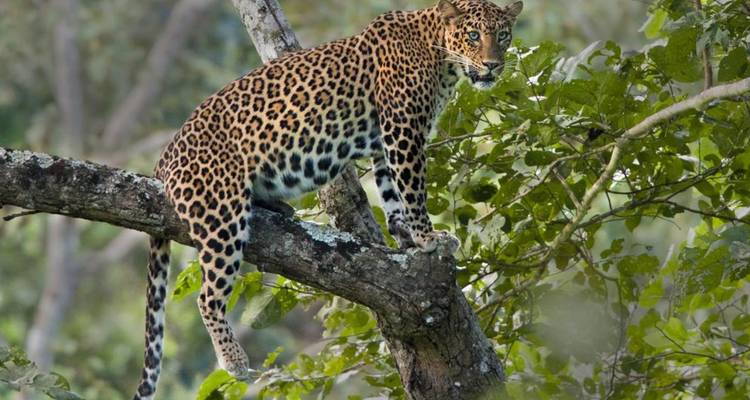 Gefleckter Leopard steht wachsam auf einem Ast, umgeben von dichtem Blattwerk.