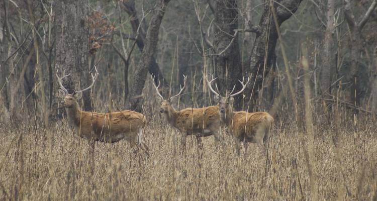 Drei Barasingha-Hirsche mit Geweihen stehen wachsam zwischen trockenen Schilfrohren in einem Winterwald.