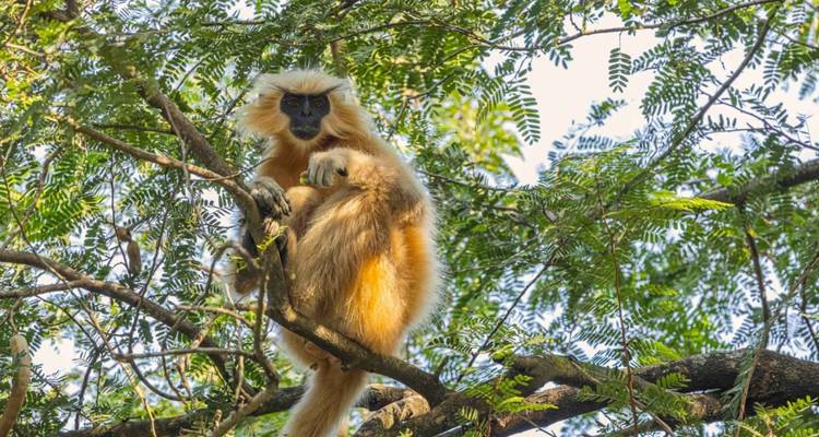 Goldlangur sitzt hoch auf einem belaubten Ast, das Fell von geflecktem Sonnenlicht beleuchtet.