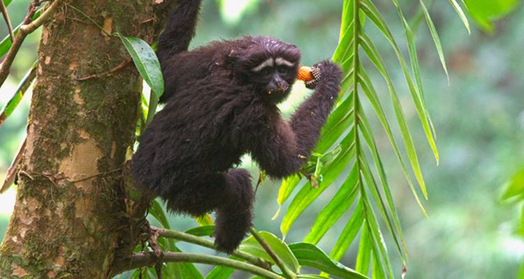 Schwarzer Hoolock-Gibbon klammert sich an einen Baum, während er Früchte zwischen grünen Blättern frisst.