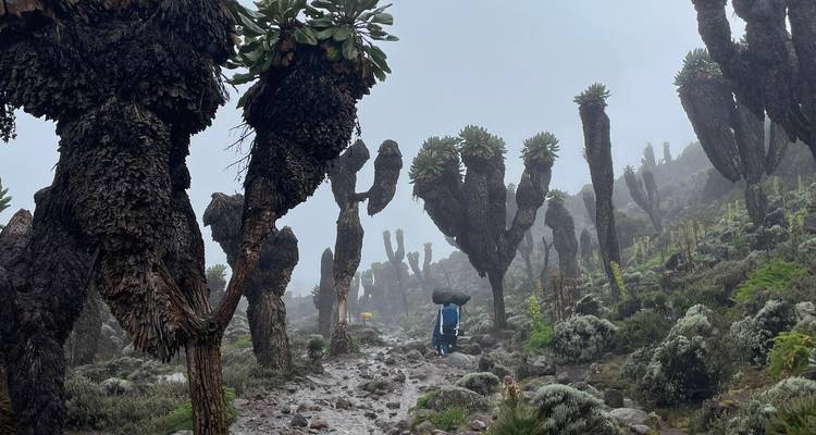 Porter walks through eerie giant groundsel plants on a fog-shrouded trail.