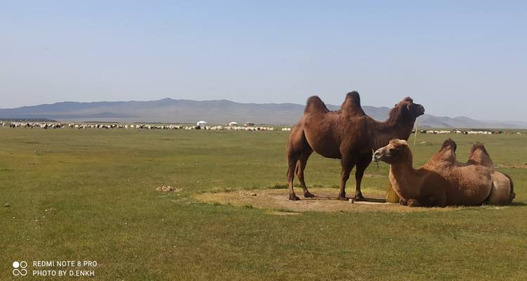 Zwei Baktrische Kamele ruhen und stehen auf einer offenen grünen Steppe mit entfernten Jurten und Herden.