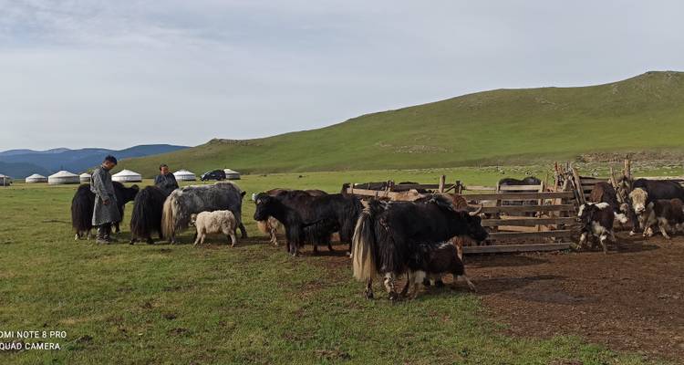 Hirten stehen in der Nähe von eingepferchten Yaks auf offener Steppe mit entfernten Jurten und sanften Hügeln.