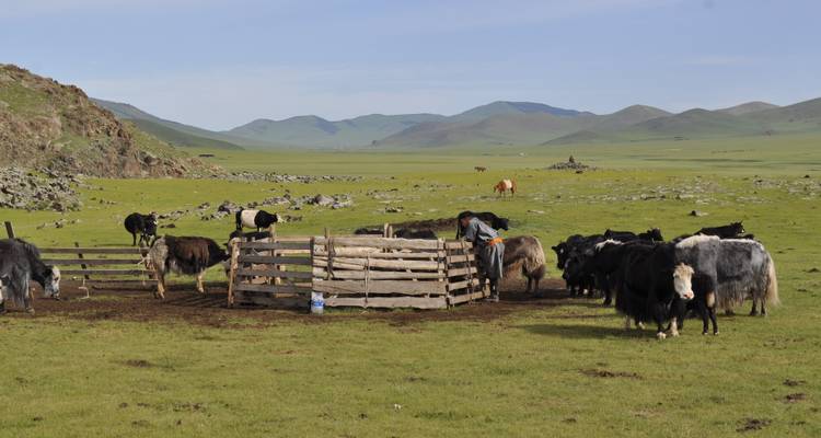 Ein Hirte arbeitet mit Yaks in einem hölzernen Pferch in einem weitläufigen grünen Tal.