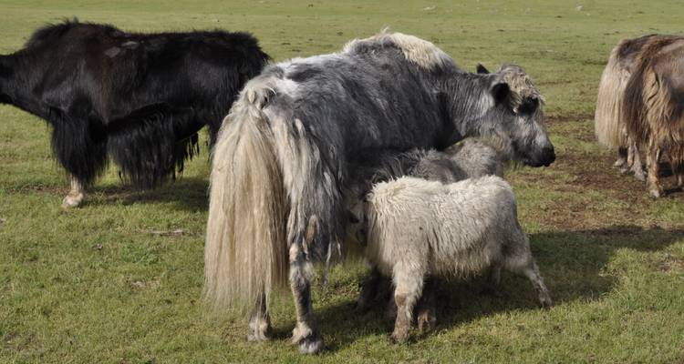 Nahaufnahme einer Yak-Mutter, die ihr Kalb auf der grasbewachsenen Steppe säugt.