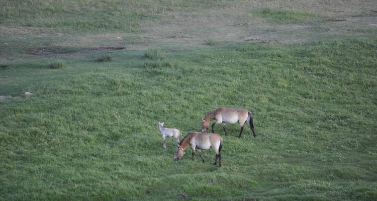 Przewalski-Pferde grasen mit einem Fohlen auf einer üppigen grünen Wiese.